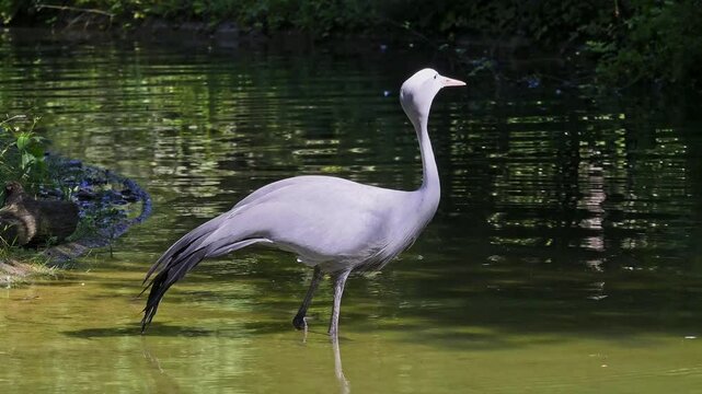The Blue Crane, Grus paradisea, is an endangered bird specie endemic to Southern Africa. It is the national bird of South Africa