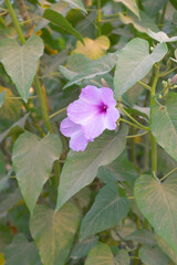 Fototapeta premium Ipomoea carnea, Ipomoea carnea, the pink morning glory is a species of morning glory that grows as a bush, A close view of Ipomoea carnea flower in nature, Chakwal, Punjab, Pakistan