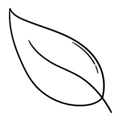 Hand drawn doodle leaf on a white background.