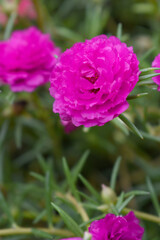 Portulaca grandiflora or moss rose purslane flower closeup, Closeup red moss rose purslane (portulaca grandiflora) flowers in garden tropical, delicate dreamy of beauty of nature with green leaves