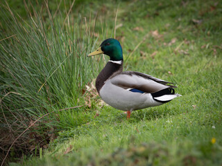 Pato de cuello verde a punto de entrar al agua