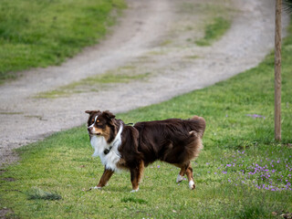 Perro muy peludo blanco y marrón grande corriendo por un prado verde
