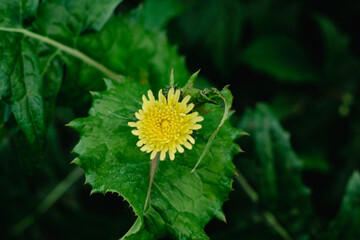 dandelion in the garden