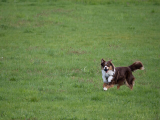 Perro muy peludo blanco y marrón grande corriendo por un prado verde