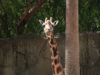 Giraffe sticking it's tongue out
