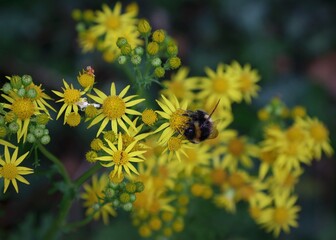 Bumble bee sitting on a yellow flower