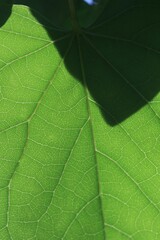 Close Up of Green Leaf