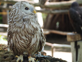 エゾフクロウのポートレート