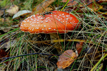 Red mushroom, also known as fly agaric or fly agaric. A common red toadstool growing in an autumn...