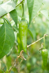 fresh green chili on plant closeup, chili plants in organic farming, Chilies closeup in field, Green chili plant in a farmer's field, Ripe green chili on a plant in Chakwal, Punjab, Pakistan
