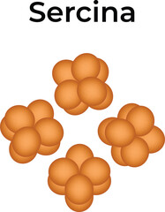 Sercina Science Vector Illustration