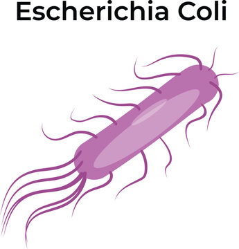 Escherichia coli Virus Vector Illustration
