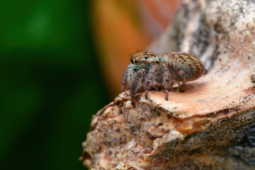 Hairy Jumping Spider
Scientific name: Carrhotus xanthogramma