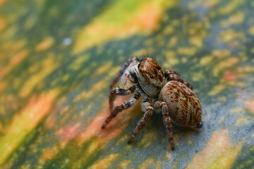 Hairy Jumping Spider
Scientific name: Carrhotus xanthogramma