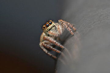 Hairy Jumping Spider
Scientific name: Carrhotus xanthogramma