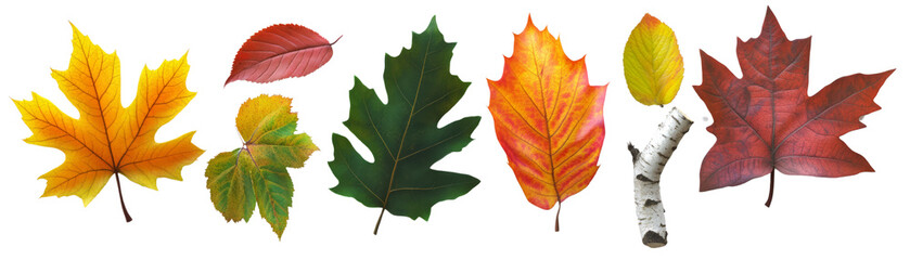 Fototapeta premium Colorful autumn leaves in various shapes and hues arranged in a row, capturing the essence of fall nature and seasonal transition.