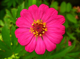 Flowers are always beautiful for honey bees and also humans and of course there are hidden benefits...