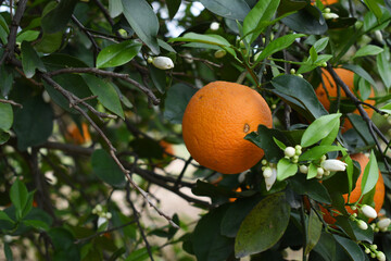 ripe oranges on tree, close-up of a beautiful orange tree with orange, fruit hanging on a tree,...
