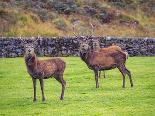 Travelling around the NC500 route in the North Coast of Scotland