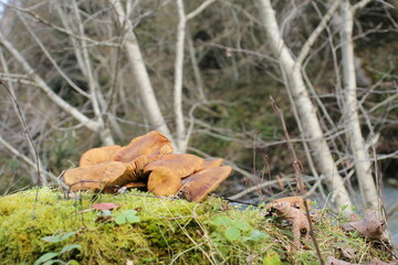 Pilz