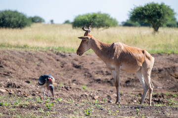 Herd of Topi antelope, can be seen both standing and lying, Nairobi Park, Kenya