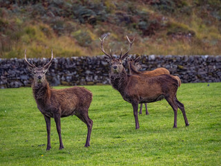 Travelling around the NC500 route in the North Coast of Scotland