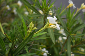Nerium oleander in bloom, White siplicity bunch of flowers and green leaves on branches, Nerium...