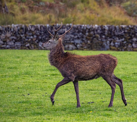 Travelling around the NC500 route in the North Coast of Scotland