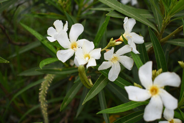 Nerium oleander in bloom, White siplicity bunch of flowers and green leaves on branches, Nerium Oleander shrub white flowers, ornamental shrub branches in daylight, bunch of flowers closeup