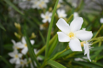 Obraz premium Nerium oleander in bloom, White siplicity bunch of flowers and green leaves on branches, Nerium Oleander shrub white flowers, ornamental shrub branches in daylight, bunch of flowers closeup