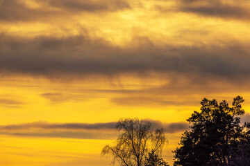 Golden sunset sky with dramatic clouds and silhouetted trees, capturing serene evening landscape in warm tones.