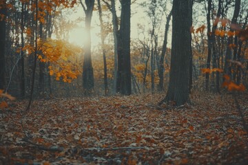 Obraz premium Serene rustic autumn forest scene with fallen leaves and towering trees illuminated by soft sunlight