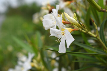 Nerium oleander in bloom, White siplicity bunch of flowers and green leaves on branches, Nerium...