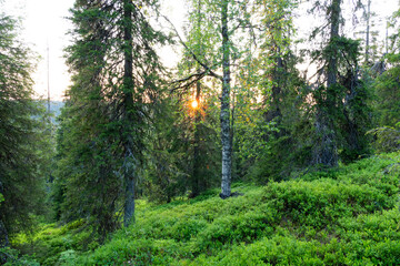 Summery sunset in a lush green primeval forest in Riisitunturi National Park, Northern Finland