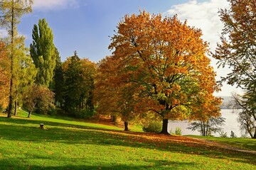 Naklejka premium Autumn background with colorful trees. Nature with landscape. Seasonal concept for fall.