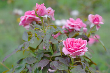 Beautiful pink rose flower closeup in garden, A very beautiful rose flower bloomed on the rose tree, Rose flower, bloom flowers, Natural spring flower,  Nature
