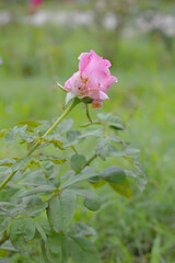 Obraz premium Beautiful pink rose flower closeup in garden, A very beautiful rose flower bloomed on the rose tree, Rose flower, bloom flowers, Natural spring flower, Nature