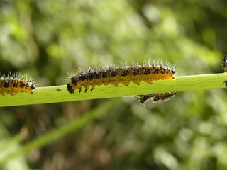 Bruco di cavolaia maggiore