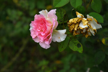 Beautiful pink rose flower closeup in garden, A very beautiful rose flower bloomed on the rose tree, Rose flower, bloom flowers, Natural spring flower,  Nature