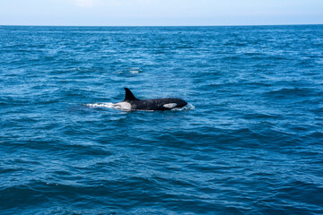 Fototapeta premium Orkas vor Snæfellsnesnes