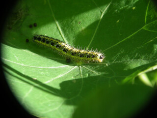 Bruco di cavolaia maggiore