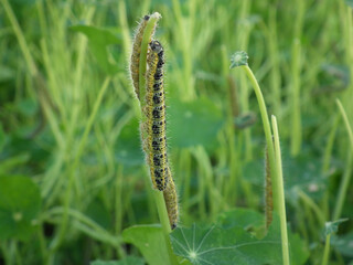 Bruco di cavolaia maggiore