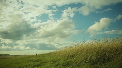 Obraz premium A serene landscape featuring tall grass under a cloudy sky.