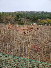 tree of heaven