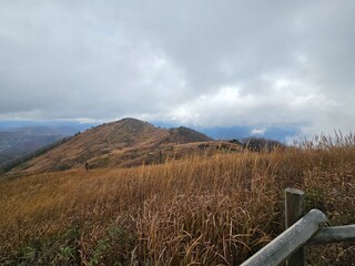 Reeds, Reed field, reeds