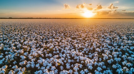 A vast cotton field under a sunset sky, showcasing nature's beauty and agricultural abundance.