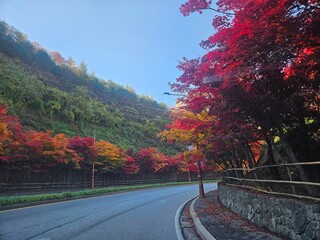 Red maple tree