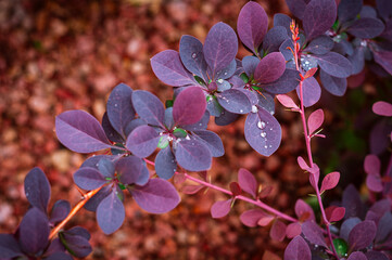 Vibrant Pink and Purple Leaves of Berberis thunbergii Atropurpurea. This ornamental shrub is widely...