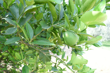orange marigold flower blossom in garden, orange Mari Gold flowers for decorate garden, Close up of beautiful orange marigold flower. Nature, Marigold flowers bloom in the morning, Marigold