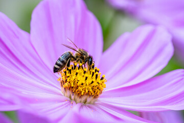Bee on a pink dahlia flower blossom